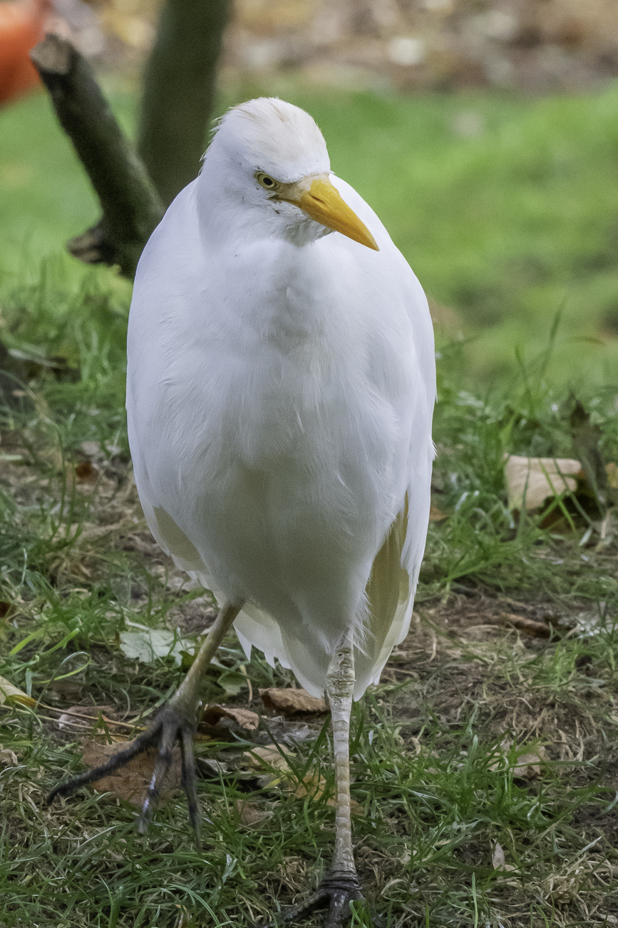 Seidenreiher