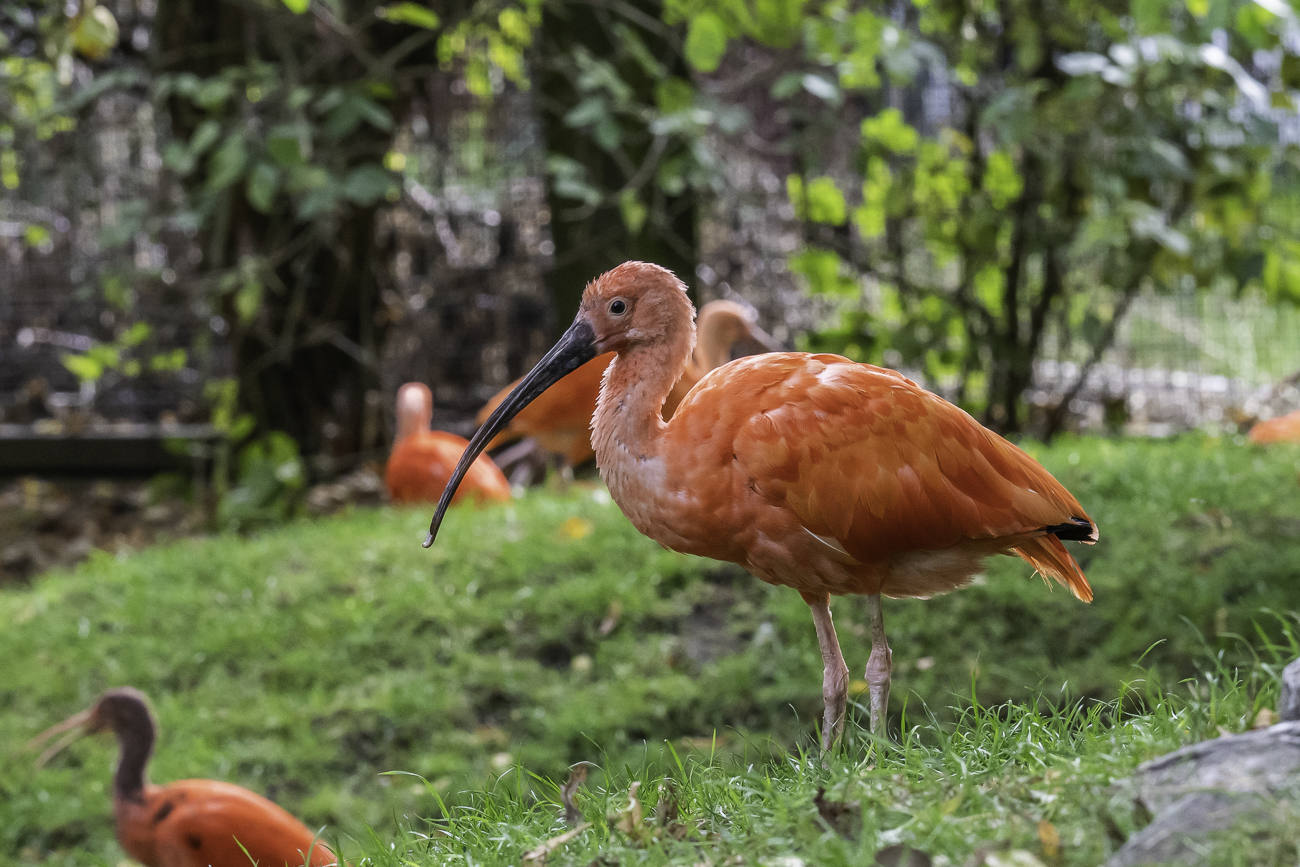 Ibis