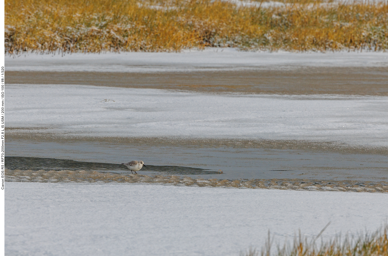 Ein Sanderling [Calidris alba] sucht im Watt nach Futter