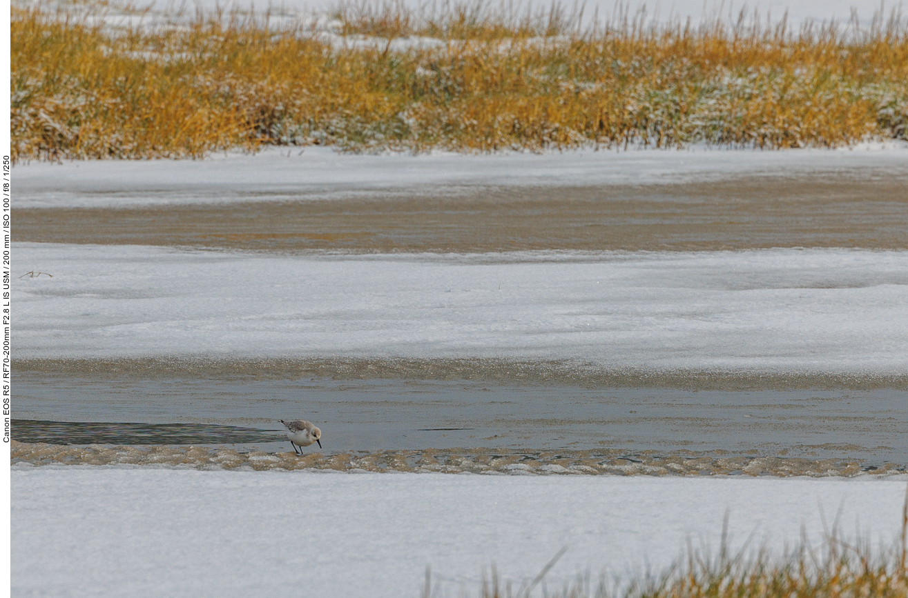 Er ist ein kleiner Watvogel aus der Gattung der Strandläufer