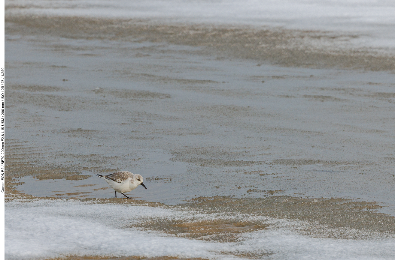 Der kleine Sanderling ...