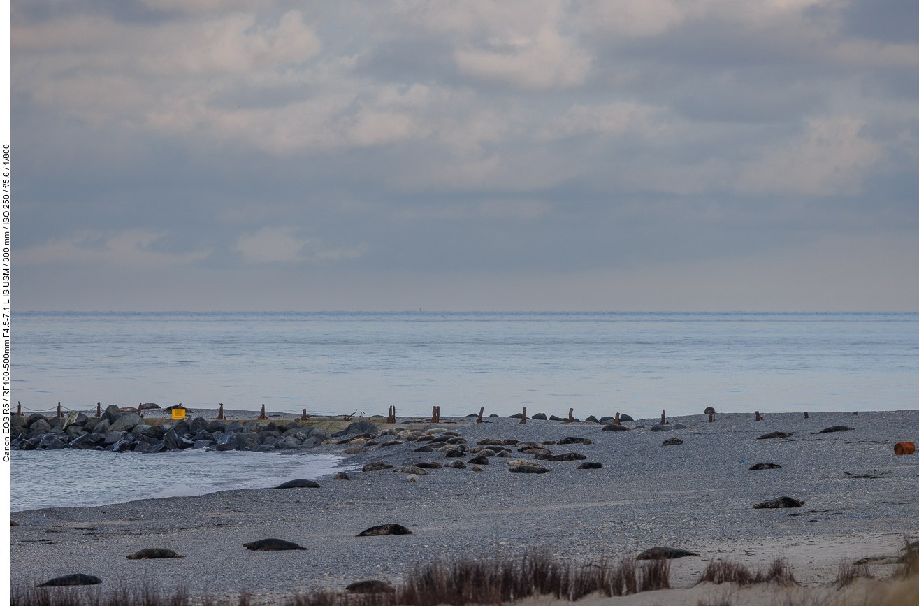 Strandabschnitt mit vielen Kegelrobben