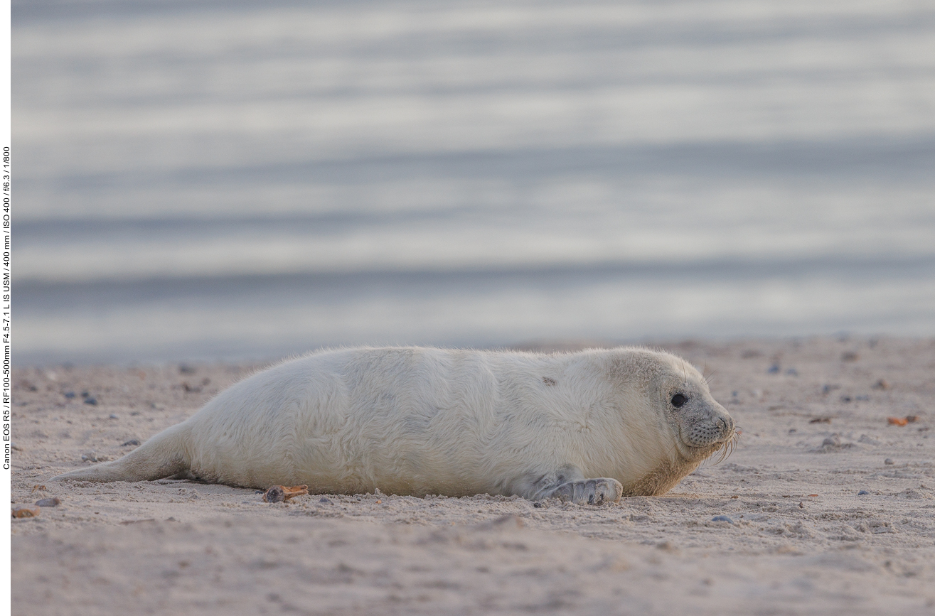 Jungtier am Strand ...