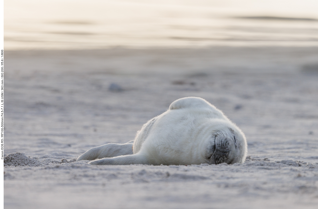 Am Strand schlafen ist schön ...