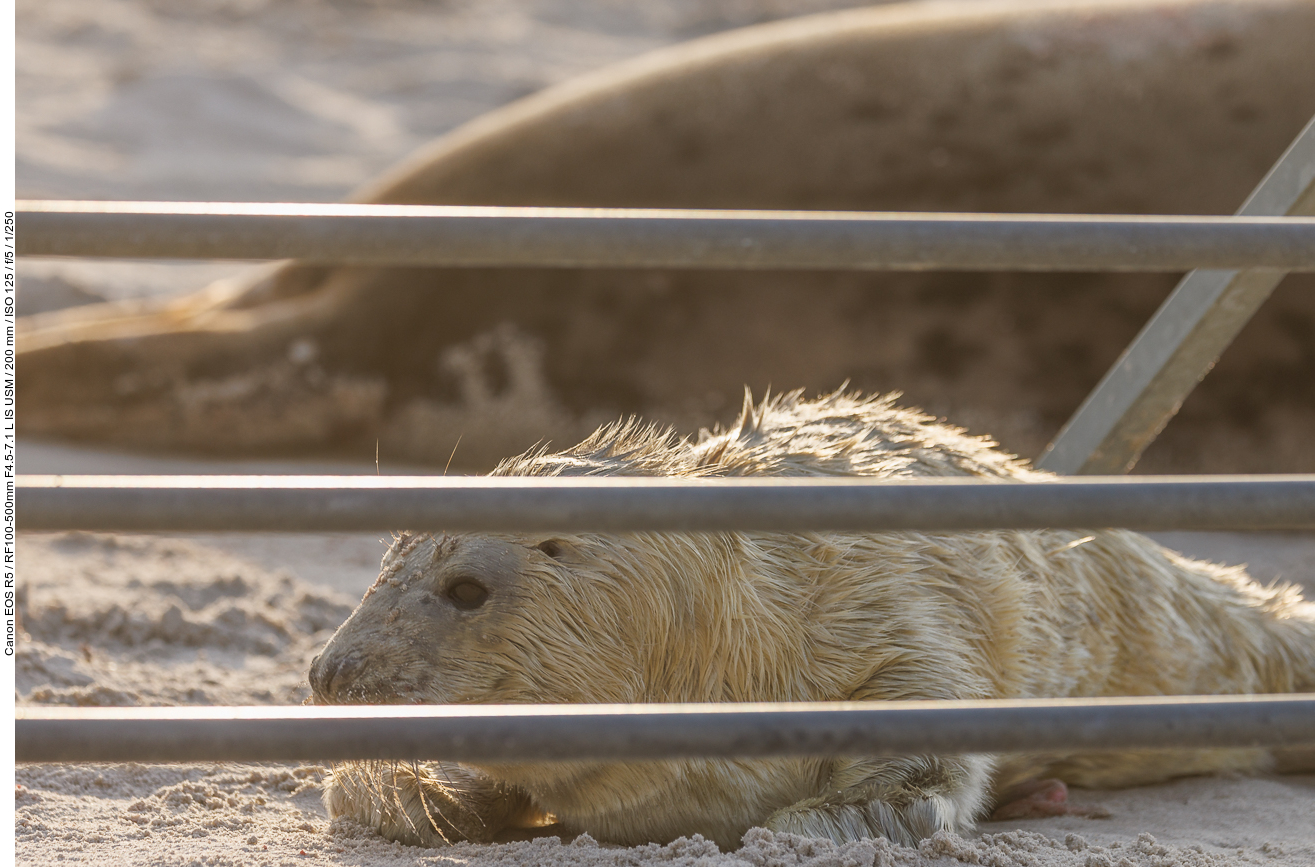 Es liegt direkt an der Strandabsperrung