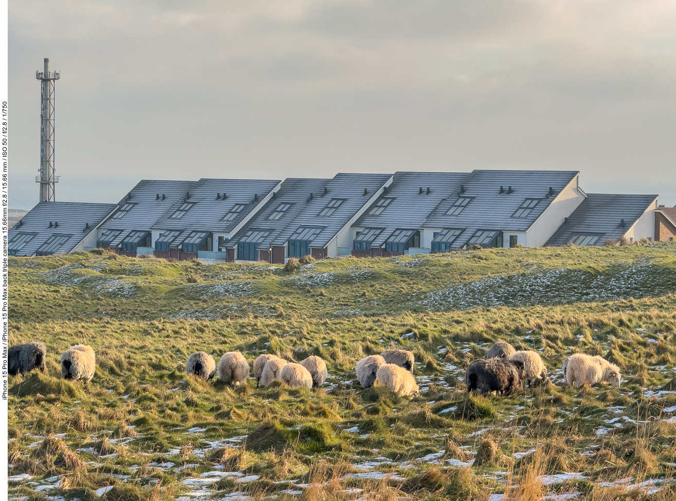 Schafe am Rand der Oberstadt