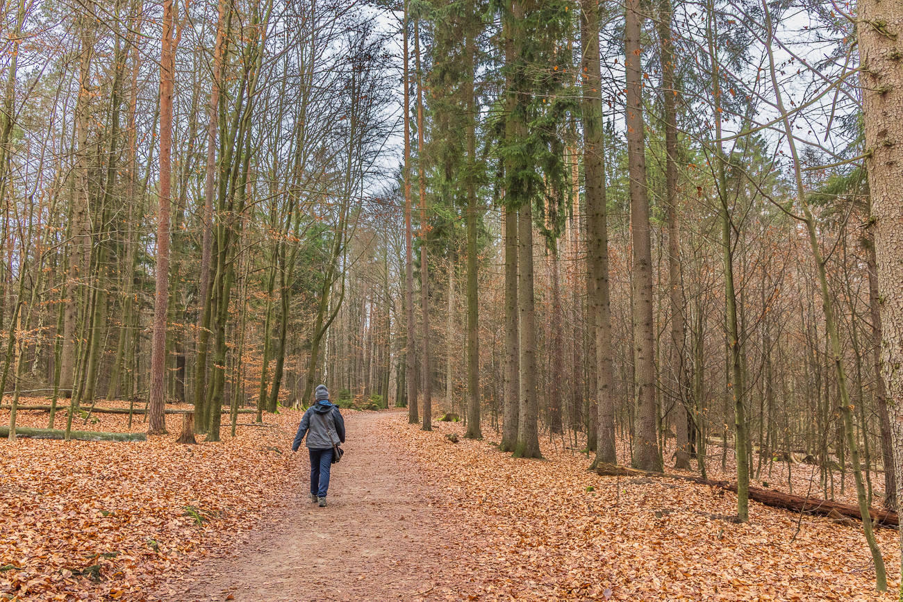 Hier im Wald sind wir nun fast oben