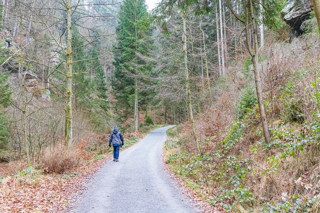 Die ersten 800 Meter verlaufen auf einem breiten Waldweg ...