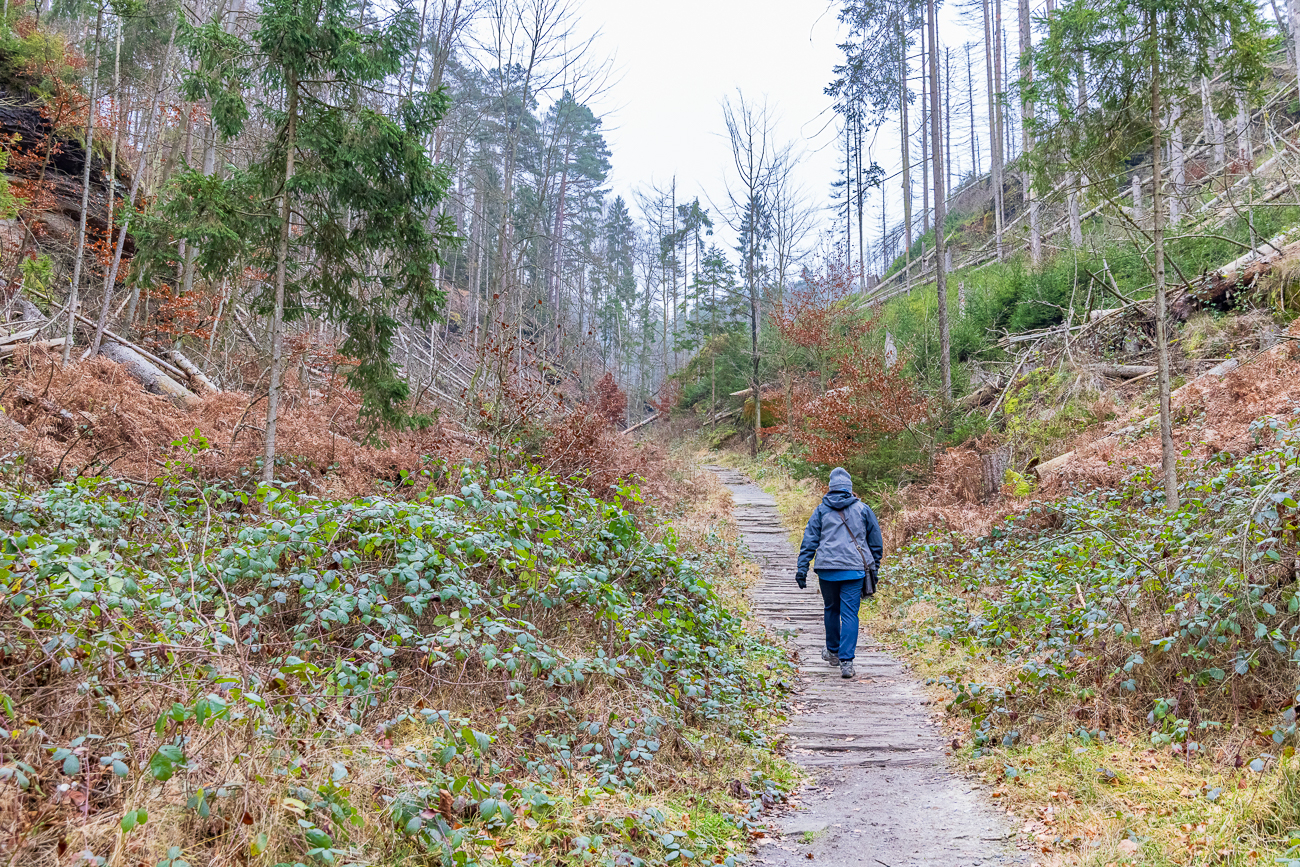 Anstieg durch eine Waldlandschaft ...