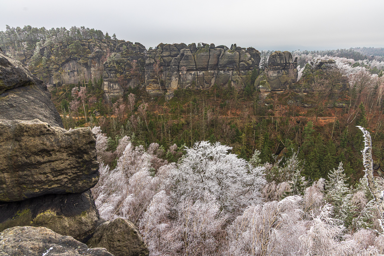 Ab einer gewissen H&ouml;he gefriert der Hochnebel an den B&auml;umen