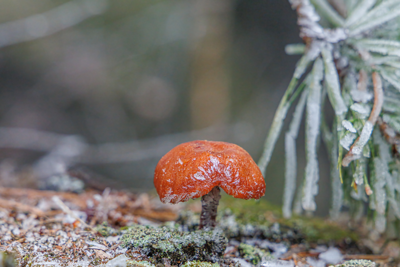 Gefrorener Pilz