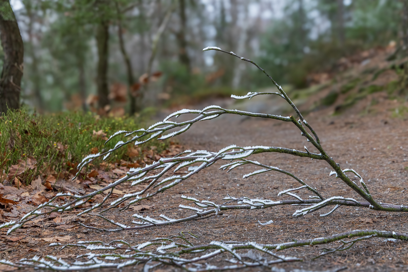 Frostiger Zweig ...