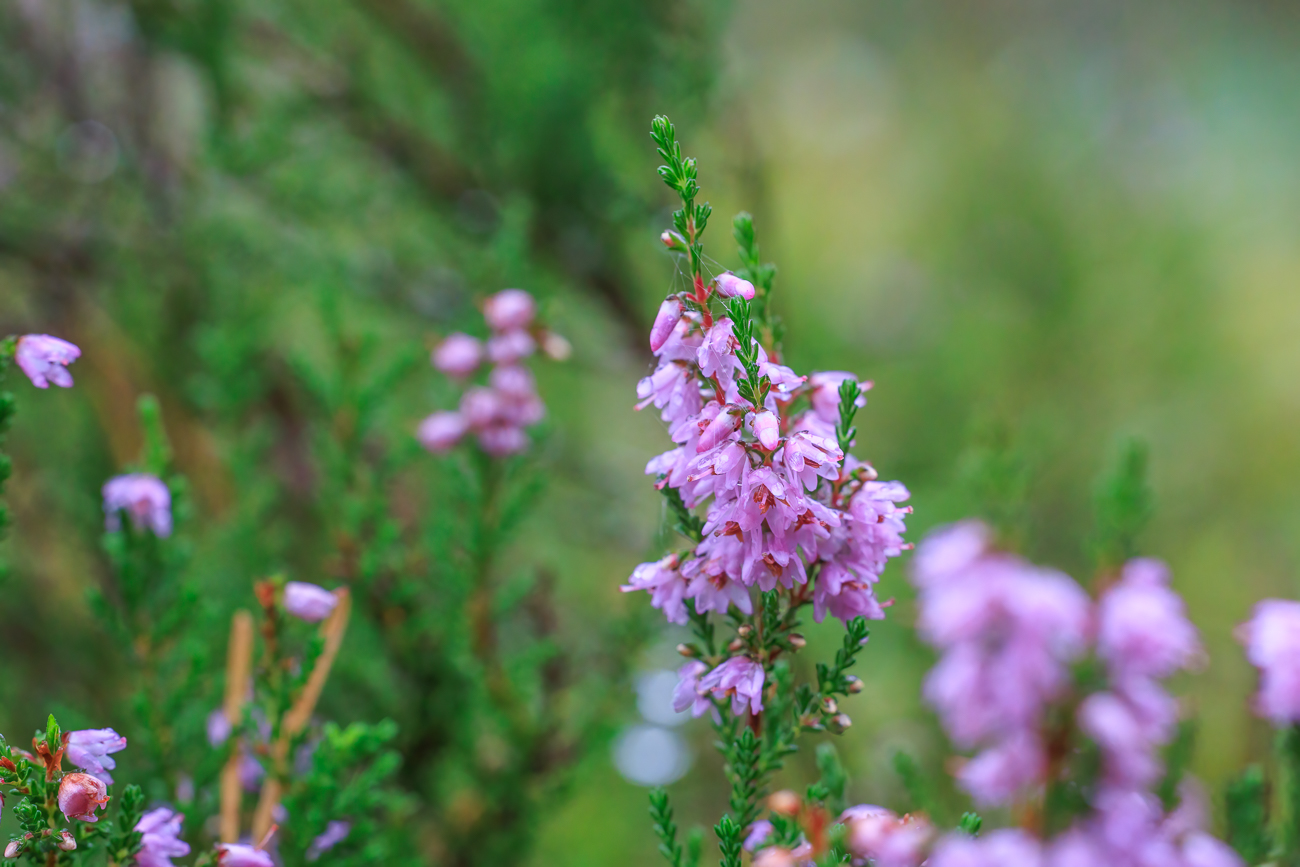 Besenheide [Calluna vulgaris]