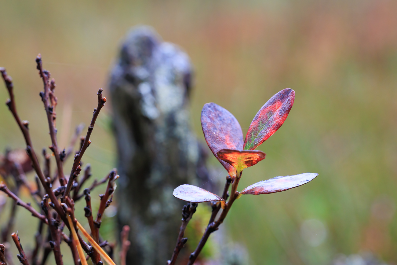 Auch im Moor wird der Herbst eingel&auml;utet ...