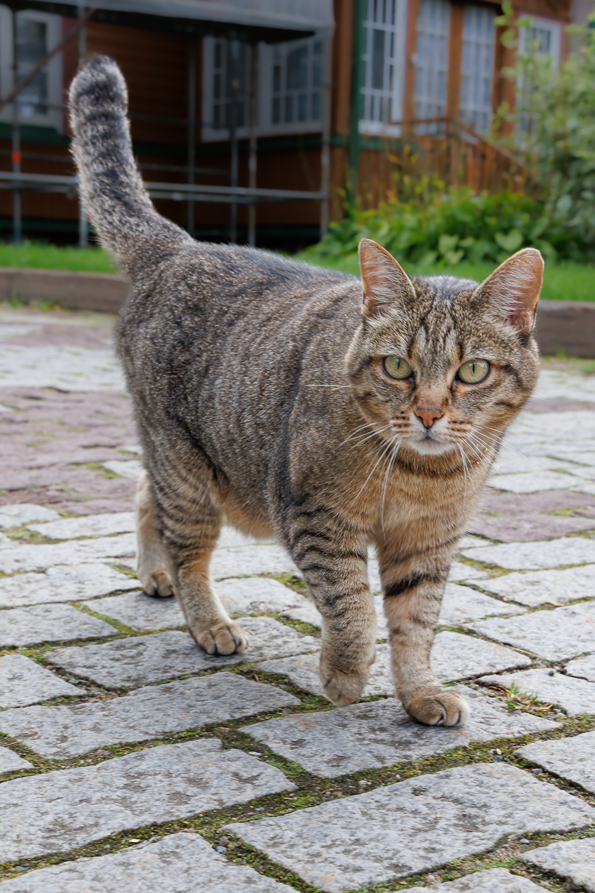 Der Stubentiger l&auml;sst sich gerne streicheln