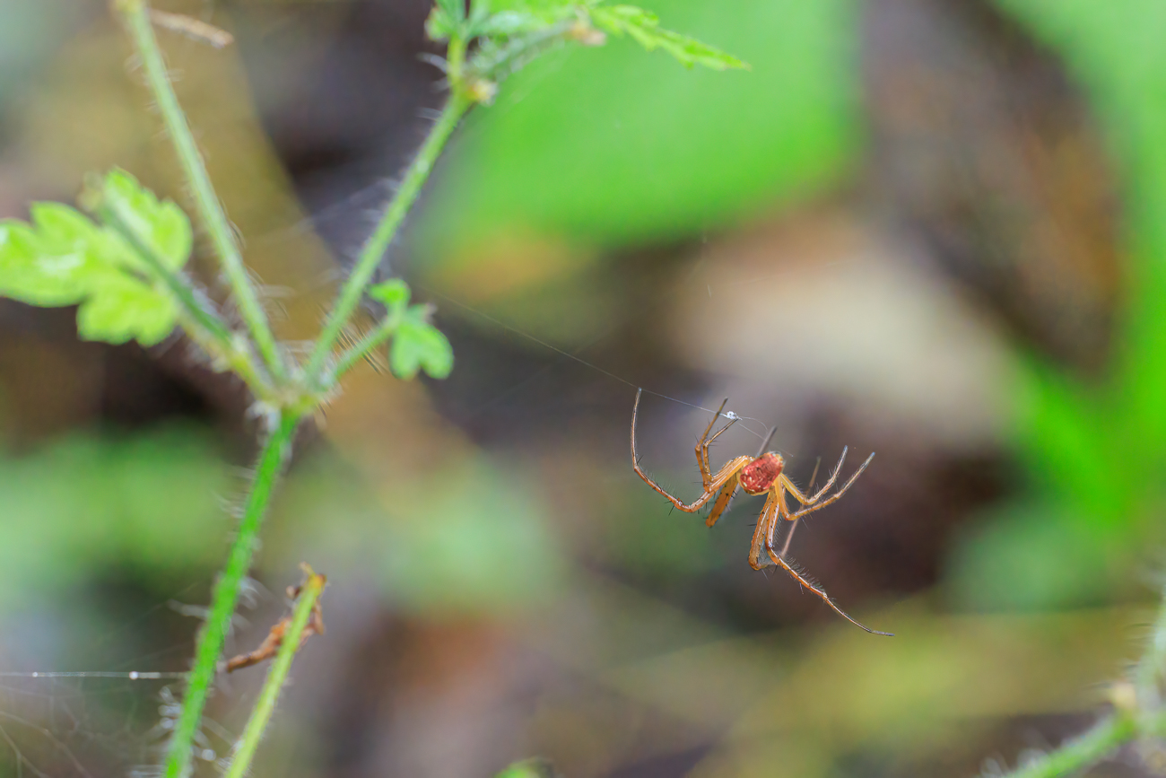 Spinne beim Spinnen