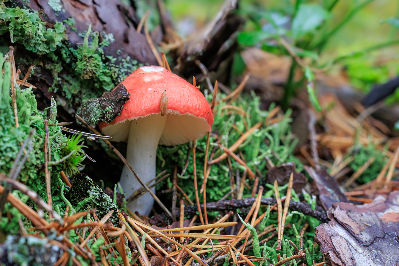 Pilz mit Schnecke