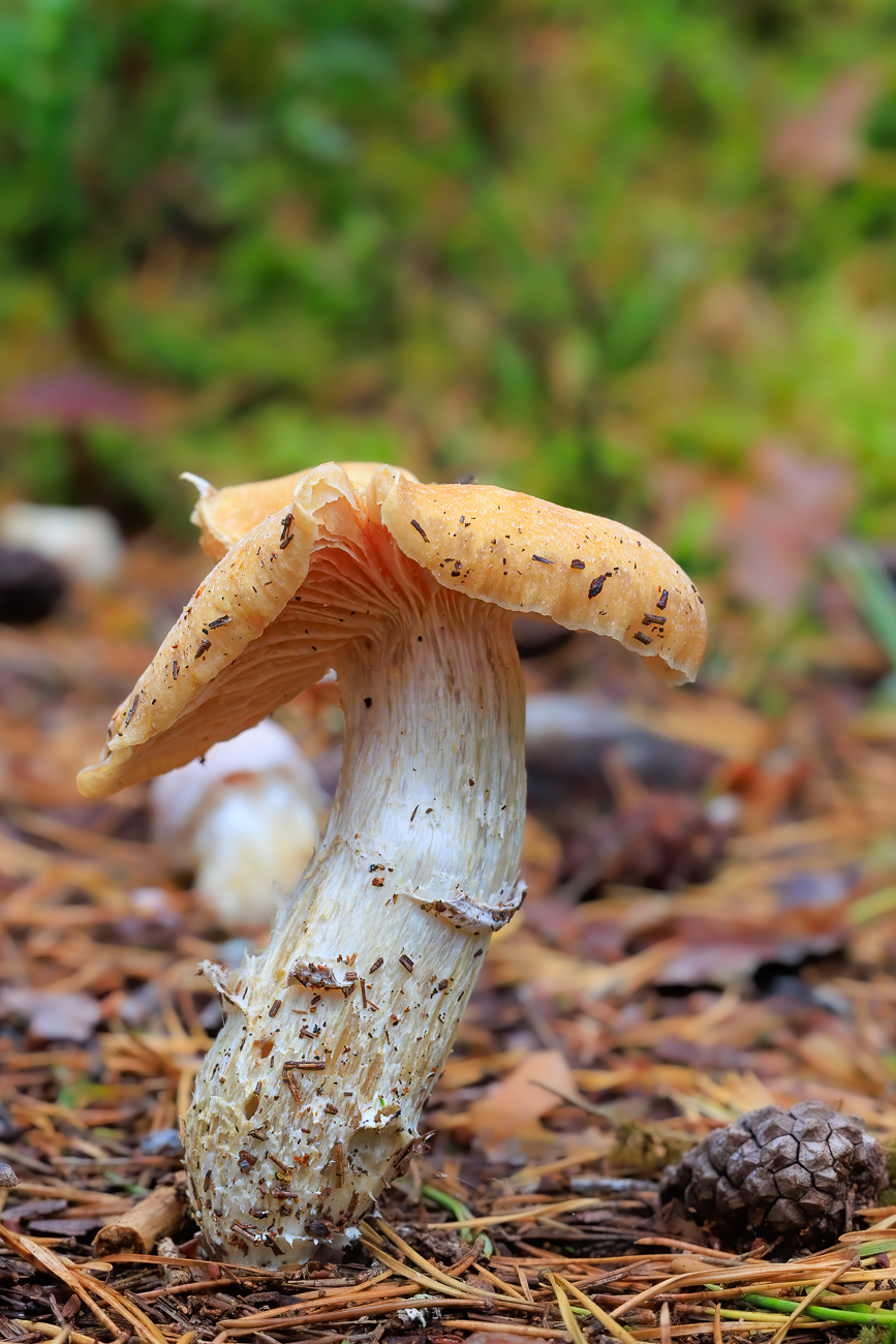 Krummer Pilz