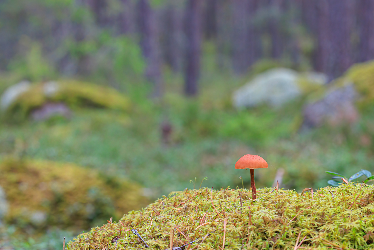 Einsamer Pilz