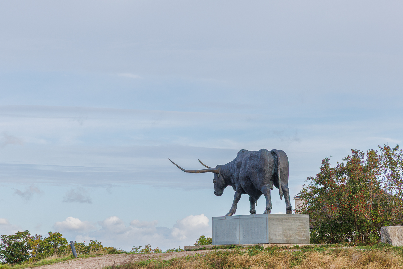Die Skulptur des Auerochsen wurde im Jahr 2002 zum 700. Jubil&auml;um der Stadt Rakvere enth&uuml;llt. Der Auerochse in der N&auml;he der Burg, auf dem Vallim&auml;gi in Rakvere ist 7 m lang, 4 m hoch und wiegt 7 Tonnen. Er steht auf einer Grundlage aus Granit, vorne das Wappen von Rakvere, an den Seiten die kurze Geschichte der Stadt in estnischer, schwedischer, deutscher, d&auml;nischer, polnischer und russischer Sprache und die Namen der Unterst&uuml;tzer der Statue des Auerochsen.