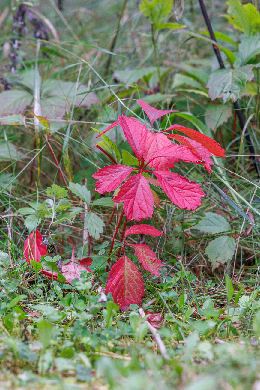 Herbstlich gef&auml;rbtes Laub