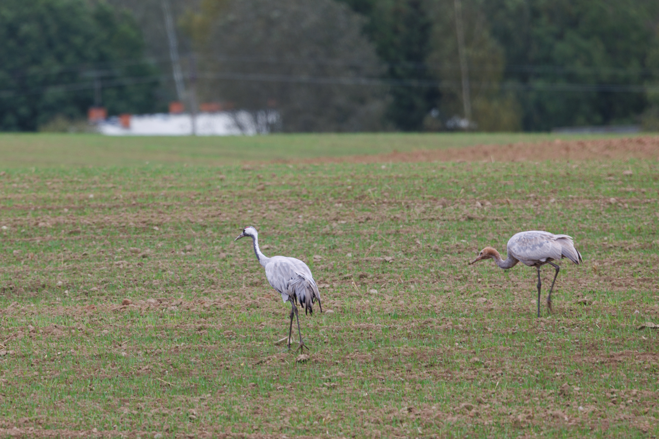 Leider ist es schon ziemlich dunkel und die V&ouml;gel wie immer zu weit weg