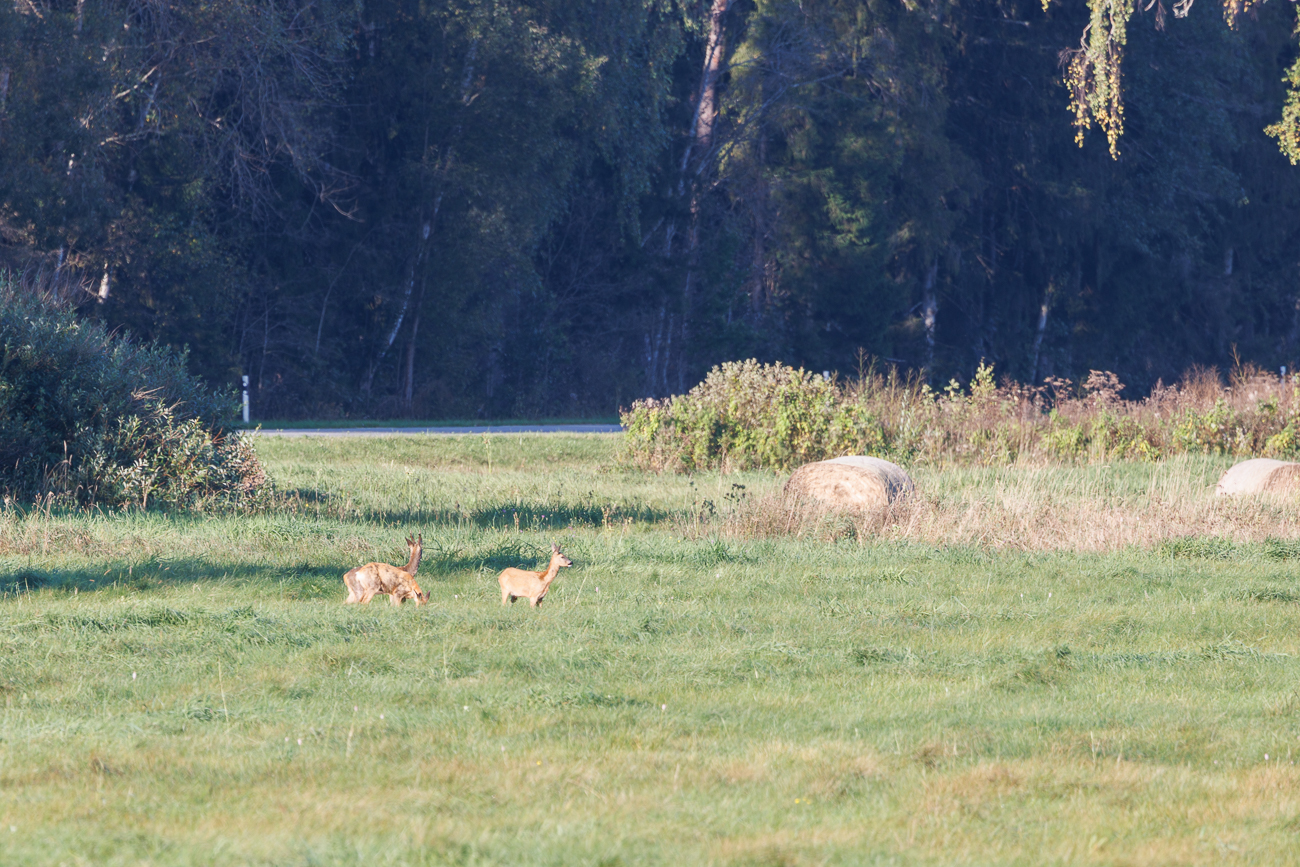 Bei einer Pause entdecken wir einige Rehe auf einer Wiese