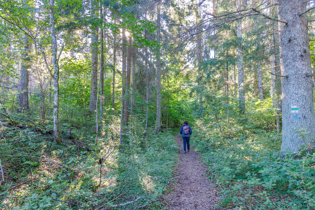 Sch&ouml;ner Wald mit altem Baumbestand