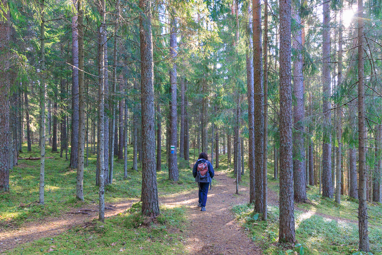 Lichter Wald mit weichem Boden