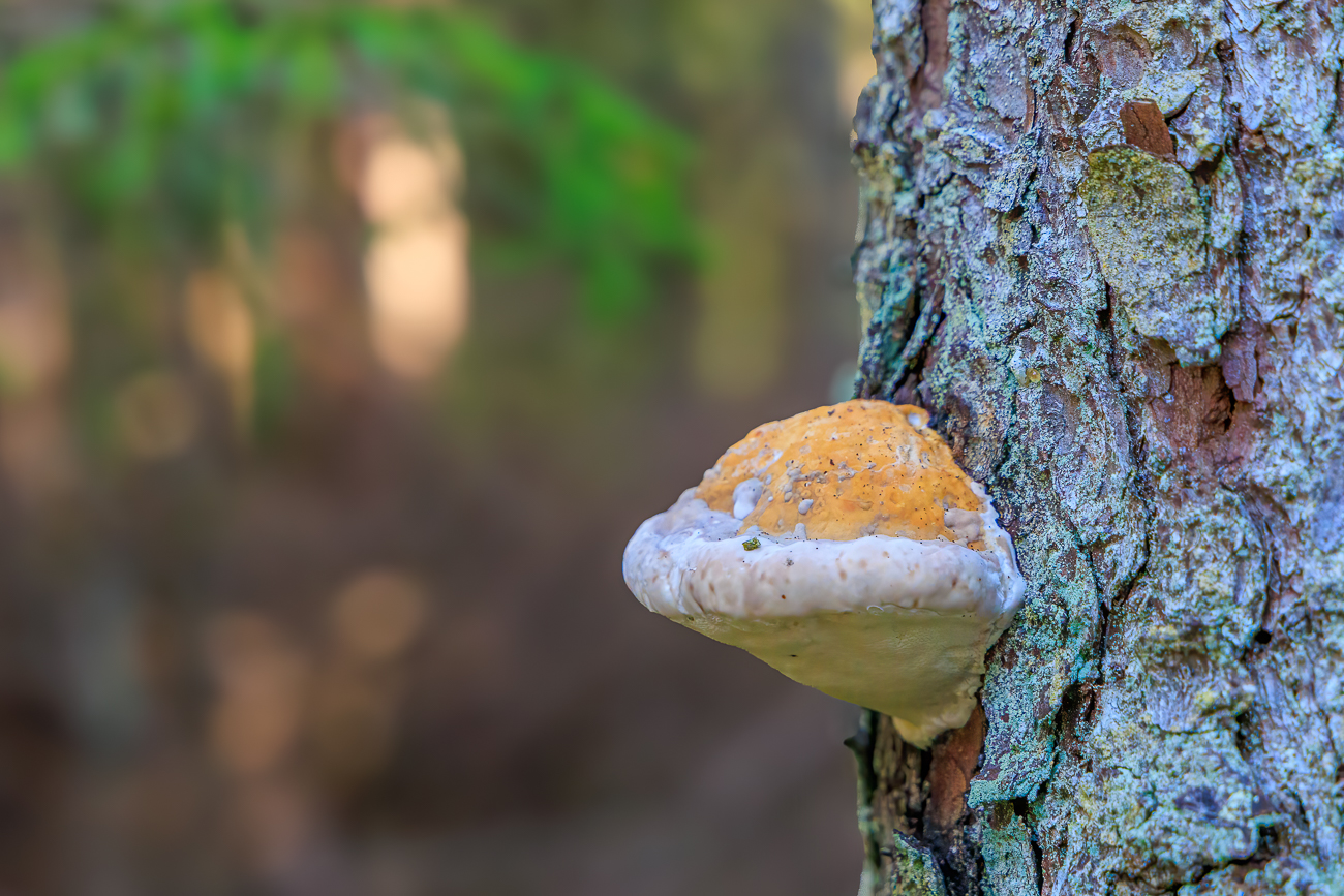 Zunderschwamm [Fomes fomentarius]