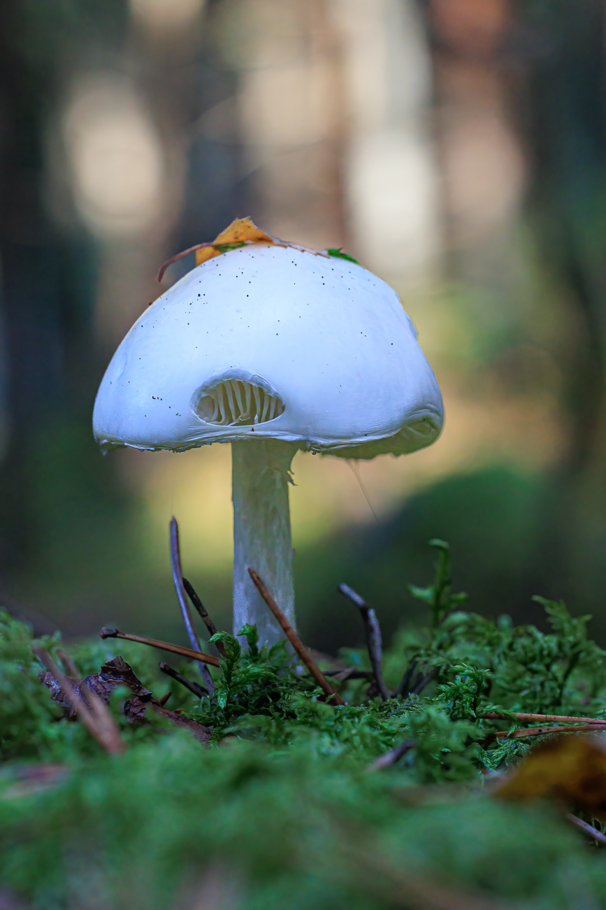 Was w&auml;re der Herbst ohne Pilze