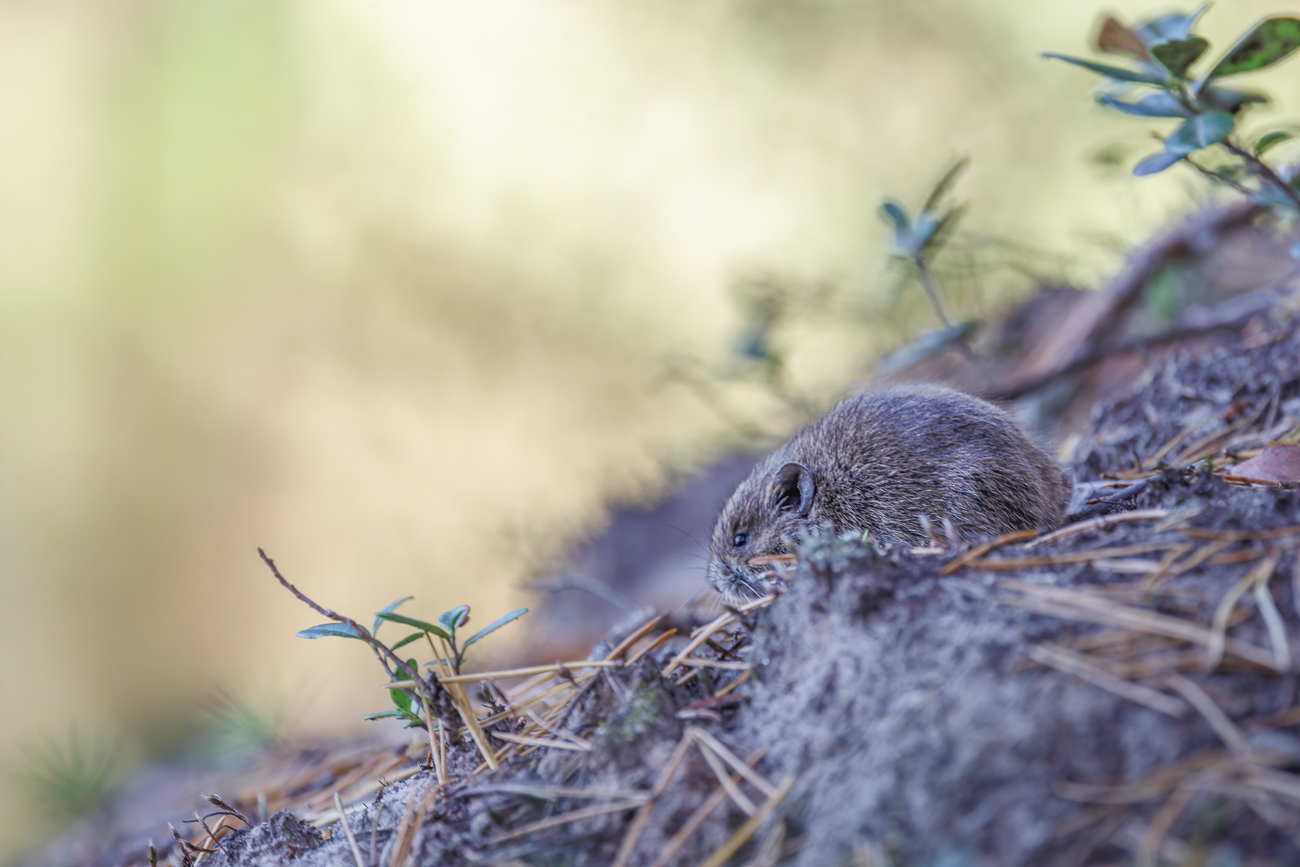 Wildlife gibt es auch in winzig ;-)