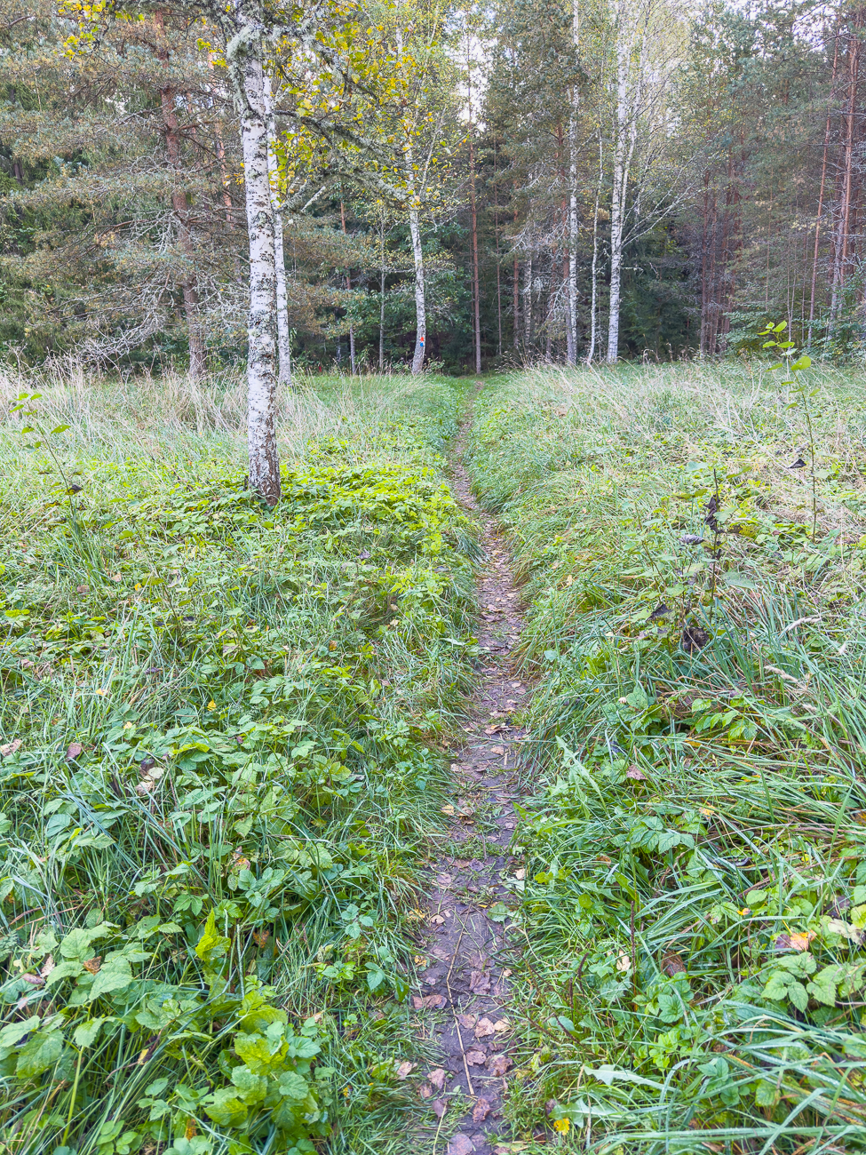 Ein schmaler Pfad zu Beginn des Weges