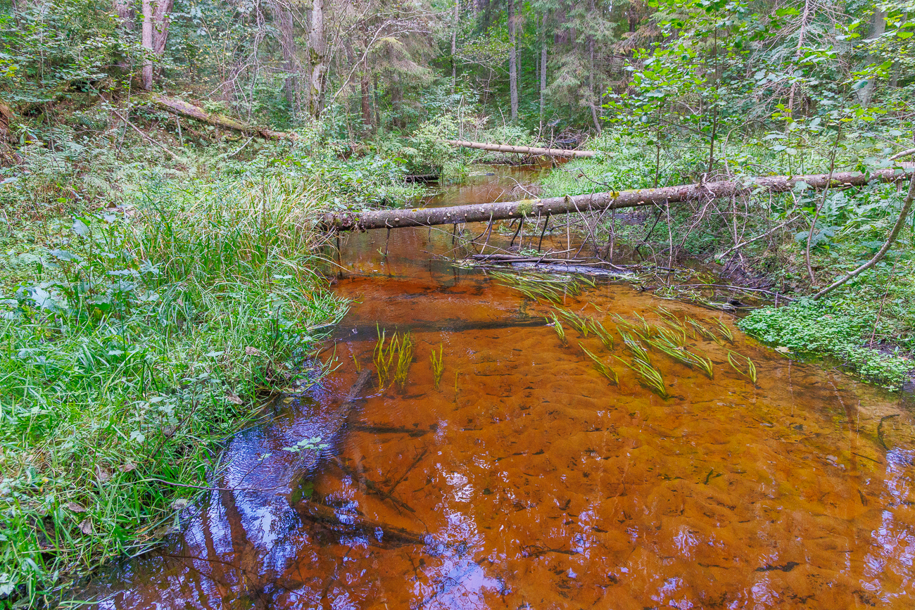 Moorige Farbe des Hatiku Oja