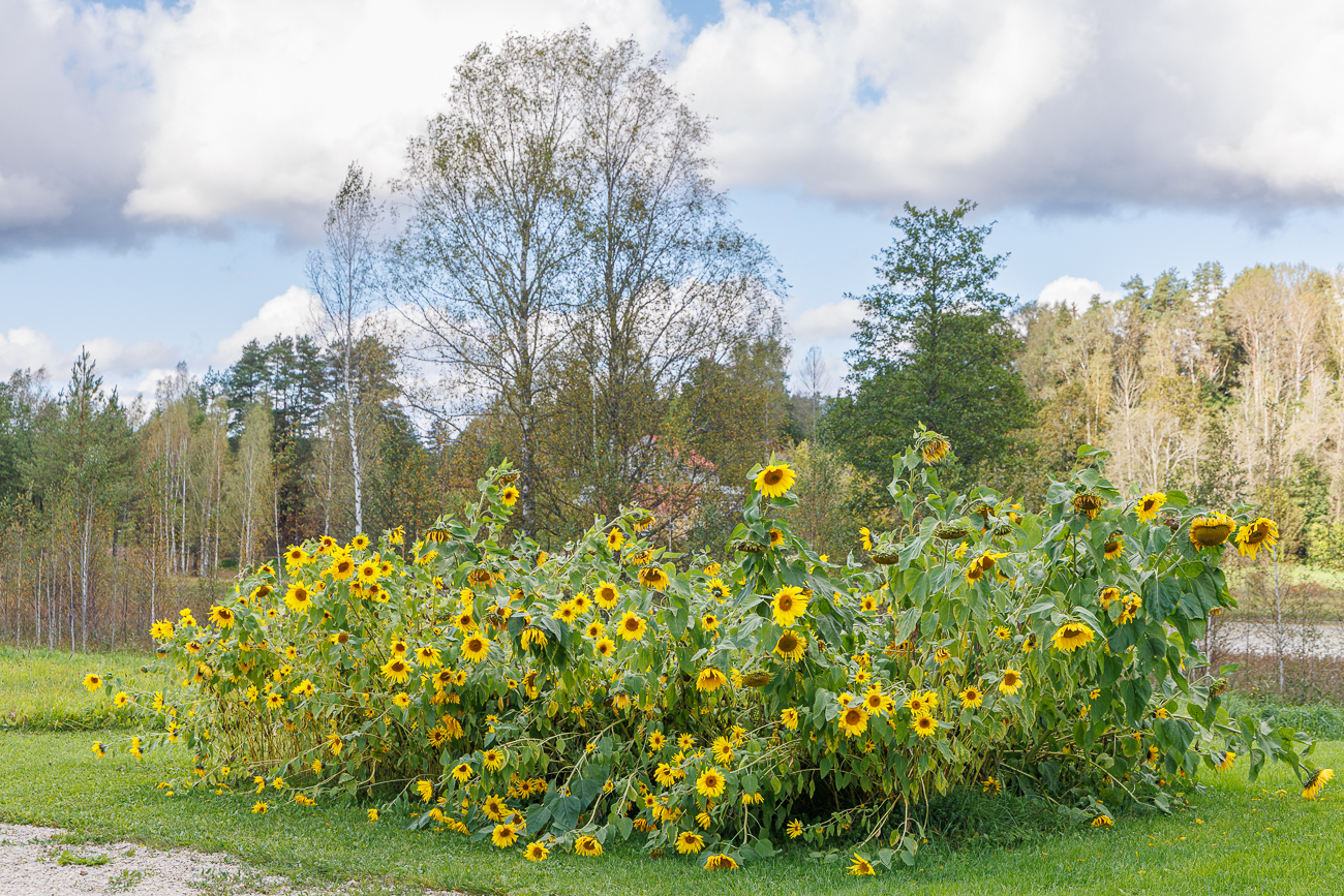Haufenweise Sonnenblumen