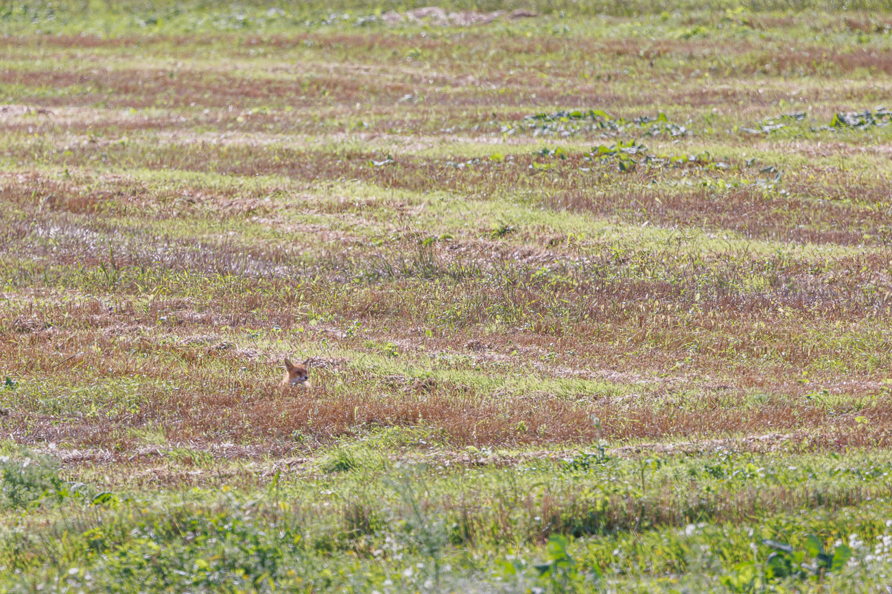 Hier finden wir einen Fuchs im Gel&auml;nde