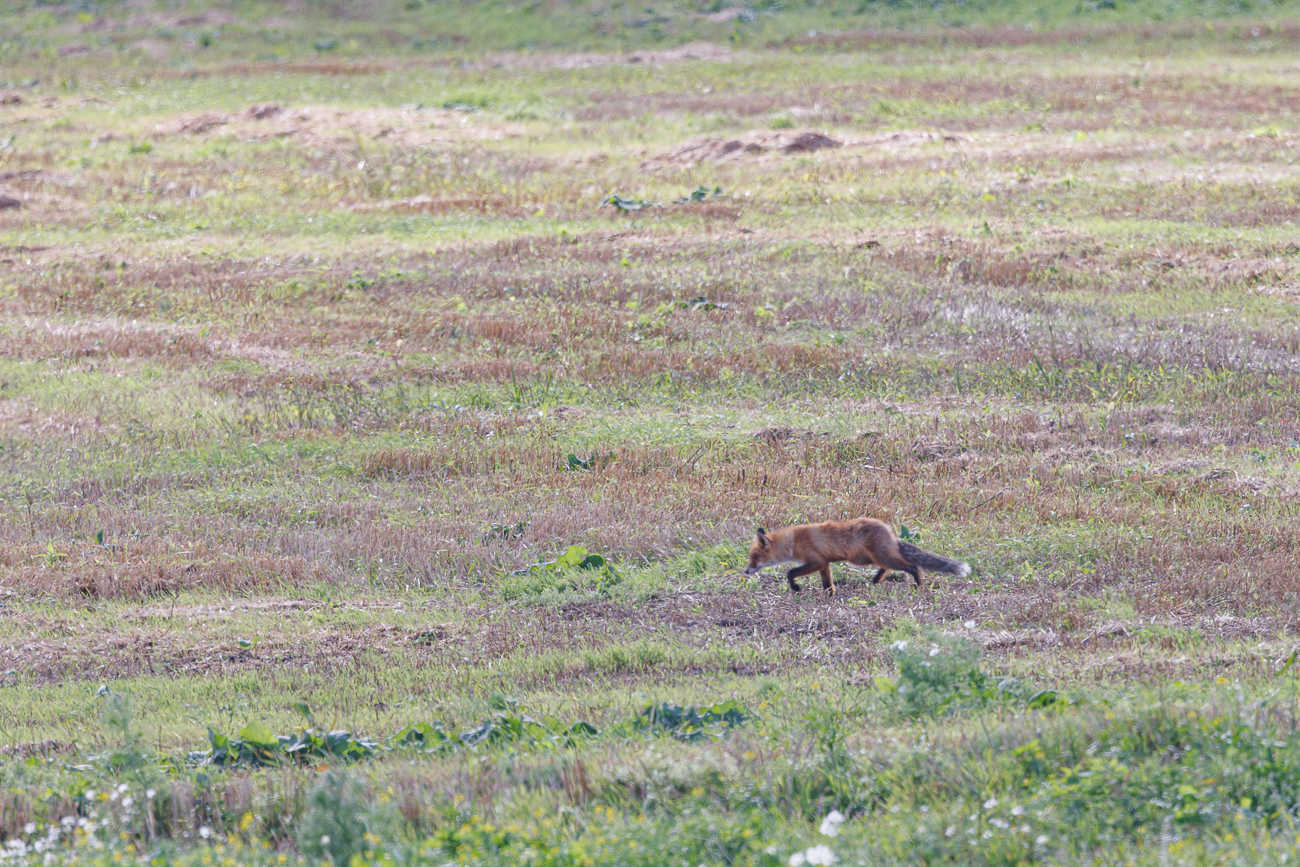... und auf dem Feld herum schn&uuml;rt
