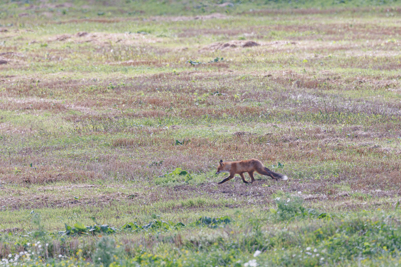 Rotfuchs [Vulpes vulpes]