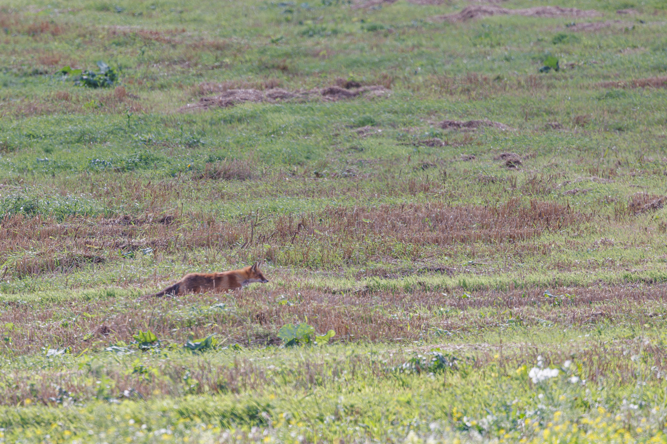 Noch einige Bilder vom Fuchs ...