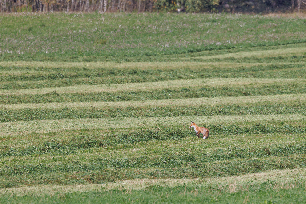 Dies ist ein anderer Fuchs ...
