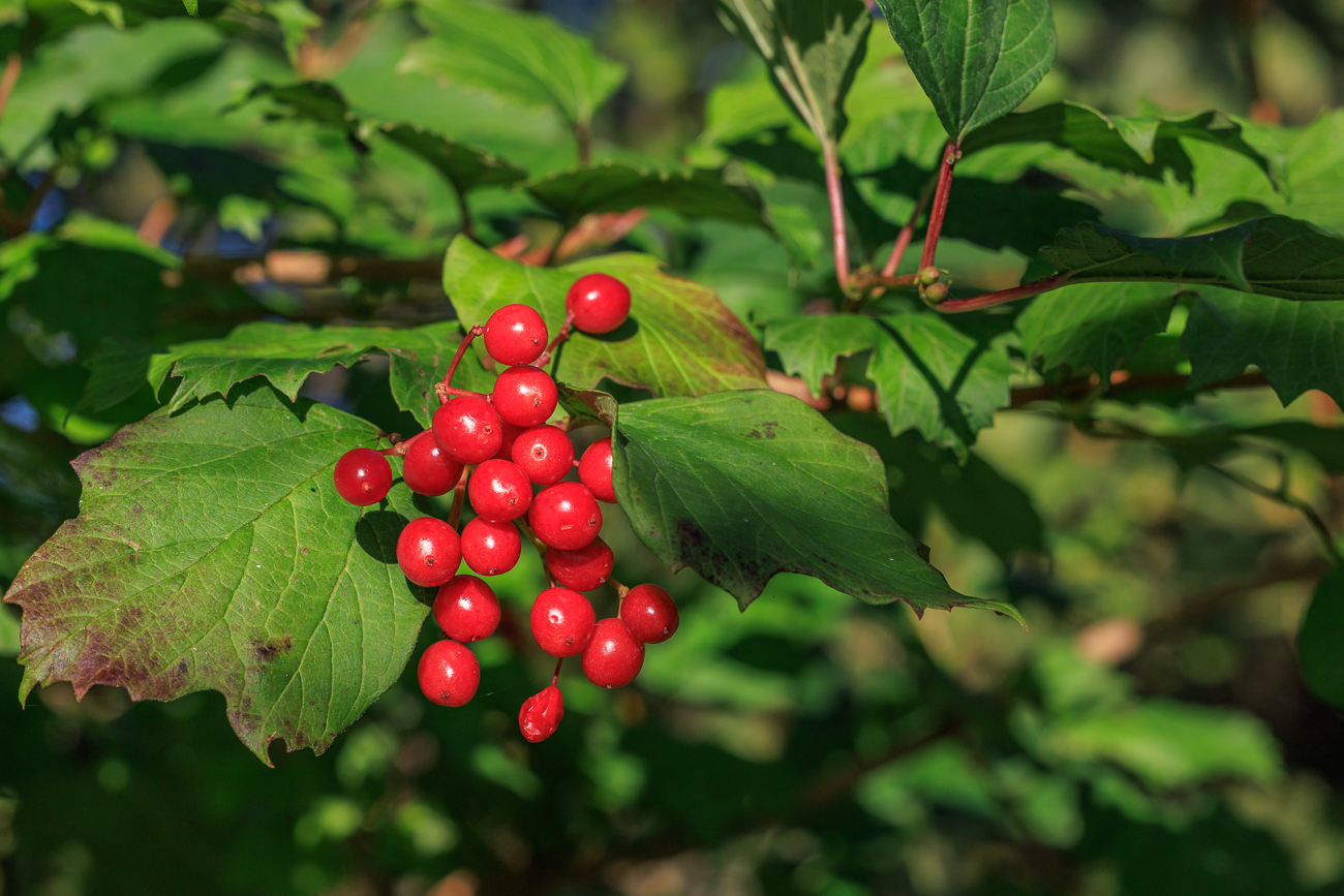 Amerikanischer Schneeball [Viburnum trilobum Marshall]