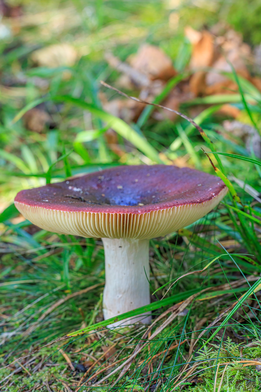 Schöner Pilz