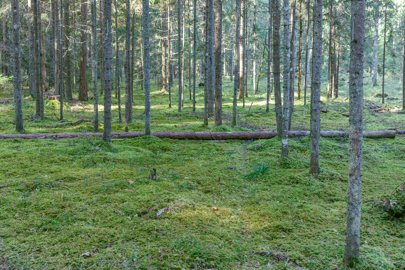 Moosbedeckter Waldboden