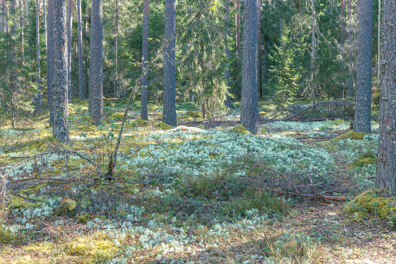 Elchgeweih-Flechten am Waldboden