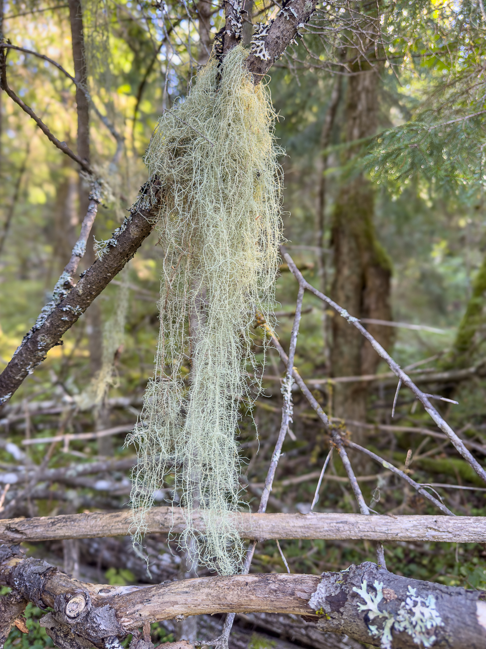 Louisianamoos, Spanisches Moos oder auch als Ziegenbart [Tillandsia usneoides]