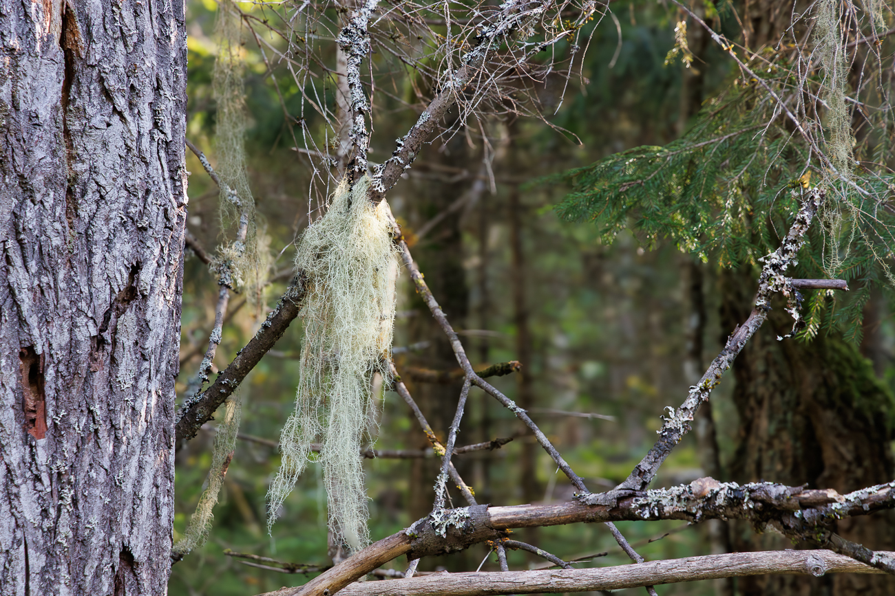 Louisianamoos, Spanisches Moos oder auch als Ziegenbart [Tillandsia usneoides]