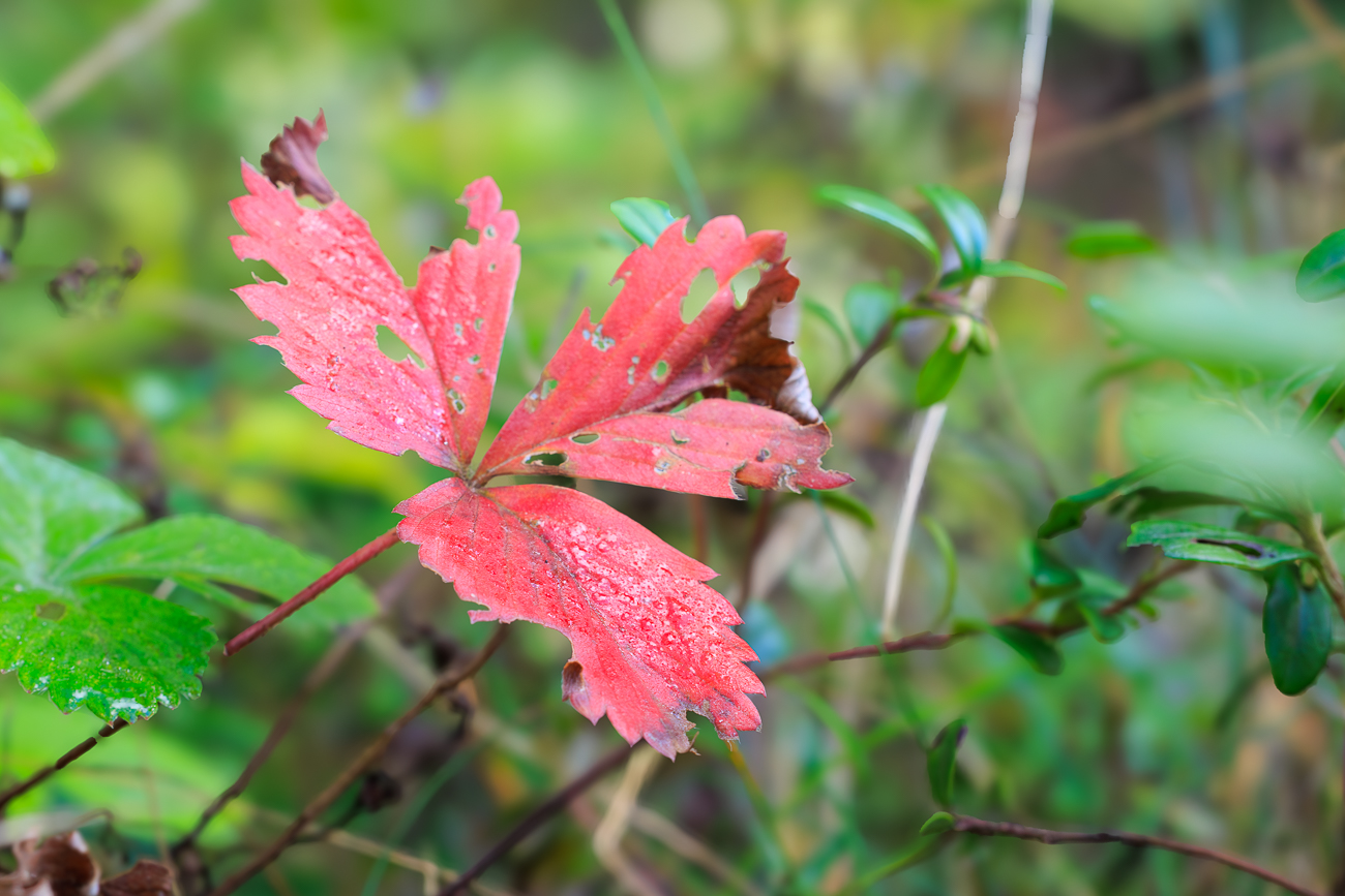 Blatt einer Walderdbeere