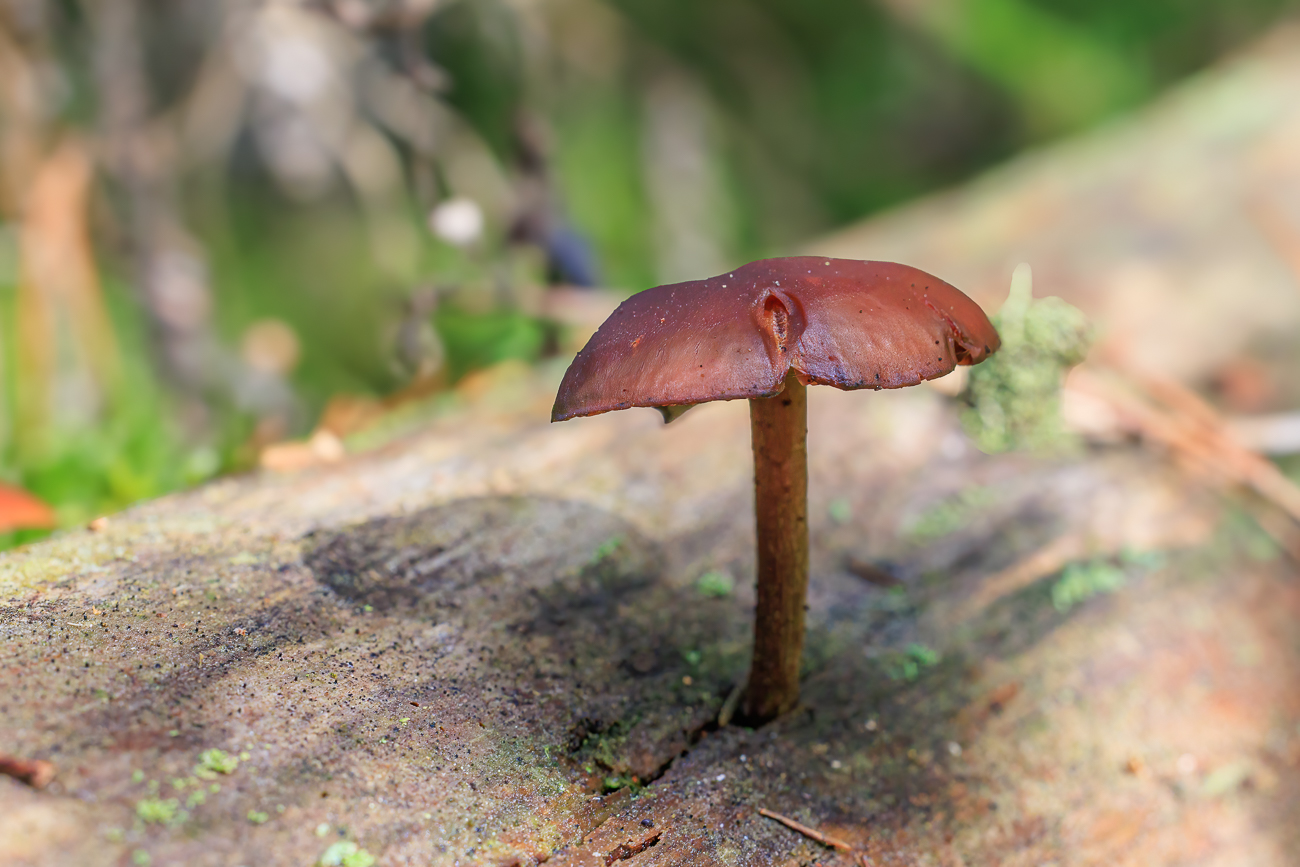 Pilz auf Baumstamm