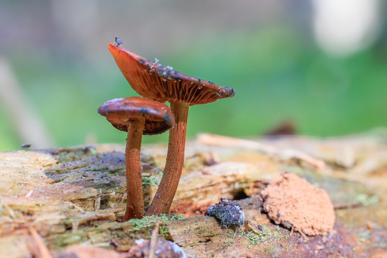 Pilze auf Baumstamm