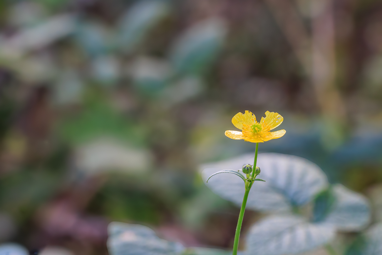 Wald-Hahnenfu&szlig; [Ranunculus tuberosus]